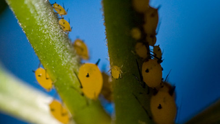 The Insects and Humans of Emory's Evolutionary Ecology Labs